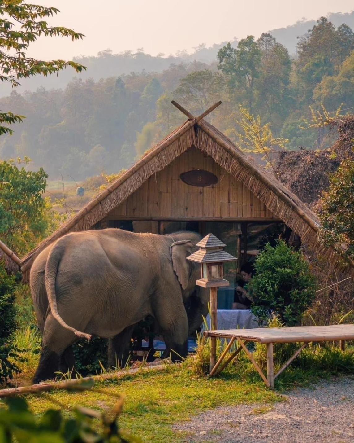3 Pok Maewang Jinxiang Gold Elephant Park Mae Wang Exterior foto