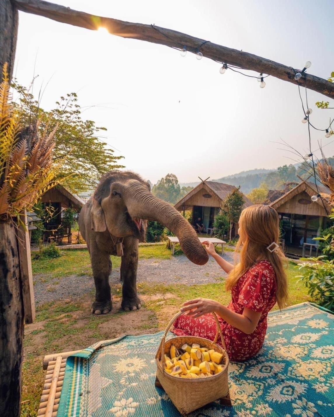 3 Pok Maewang Jinxiang Gold Elephant Park Mae Wang Exterior foto